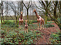 SD8304 : Giraffes at Heaton Park by David Dixon