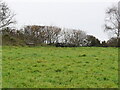 TG2932 : Looking across grassy area to picnic tables by David Pashley