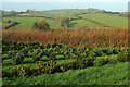 SX8458 : Farmland and nursery, Stoke Gabriel by Derek Harper