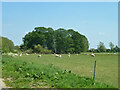 SP3300 : Sheep near Isle of Wight Bridge by Robin Webster