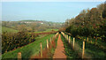 SX8457 : Footpath through tree nursery, Stoke Gabriel by Derek Harper