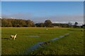 SP7074 : Sheep pasture north of Cottesbrooke by Christopher Hilton