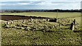 NO9096 : Auchquhorthies recumbent stone circle by Sandy Gerrard