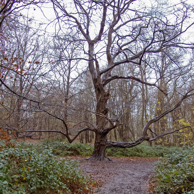 Ashenbank wood interior, Cobham