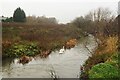 SK4934 : A pair of swans on the River Erewash by David Lally