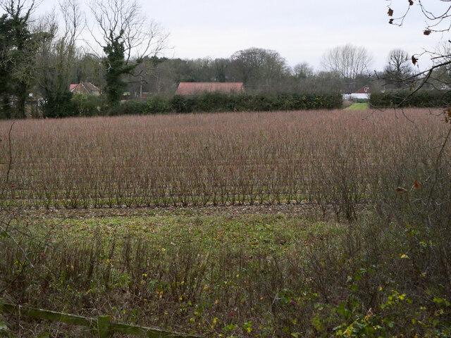 Fruit bushes as seen from former Railway embankment