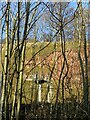 SK6039 : Colwick Cutting cliffs  2 by Alan Murray-Rust