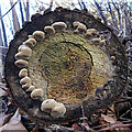 NJ3355 : A Circle of Fungi by Anne Burgess