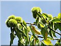 SU9941 : Winkworth Arboretum - Chestnuts by Colin Smith