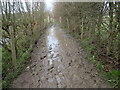 TQ5336 : Muddy footpath near Groombridge by Marathon