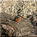 J5082 : Kingfisher, Bangor by Rossographer