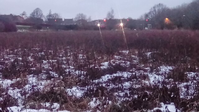 Dead Black Grass on a Drainage Bog