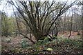 TQ4552 : Coppicing, Hosey Common by N Chadwick