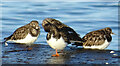 NJ3964 : Turnstones (Arenia interpres) by Anne Burgess