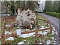 SO8774 : Elm tree stump at Harvington Hall by Mat Fascione