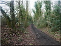 TG3327 : Ivy covered trees on Weavers Way by David Pashley