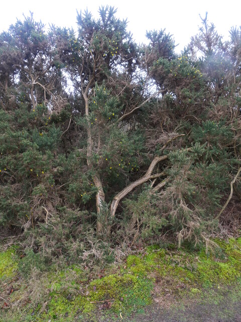 Huge Gorse Bush