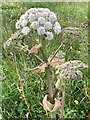 SJ7948 : Wild Angelica at Bateswood Country Park by Jonathan Hutchins