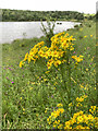 SJ7948 : Ragwort by Bateswood lake by Jonathan Hutchins