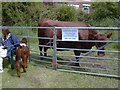 SJ9593 : Longdendale Herd of Pedigree Red Poll Cattle by Gerald England