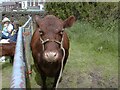 SJ9593 : Pedigree Red Poll Cow by Gerald England