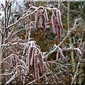 SK6143 : Frost in Gedling Country Park  4 by Alan Murray-Rust