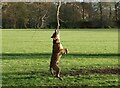 SU7781 : A dog playing in Mill Meadows by Roger A Smith