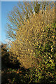 SX8957 : Catkins near Broadsands by Derek Harper