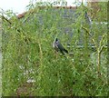 SJ9593 : Wood pigeon on a willow tree by Gerald England