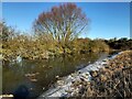 TF3902 : Flooded trees and bushes - The Nene Washes by Richard Humphrey