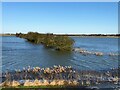 TF3802 : Flooded dike and field boundary - The Nene Washes by Richard Humphrey