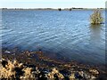 TF3701 : A gigantic flood reservoir - The Nene Washes by Richard Humphrey