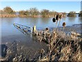 TF3802 : Teasels and Morton's Leam - The Nene Washes by Richard Humphrey