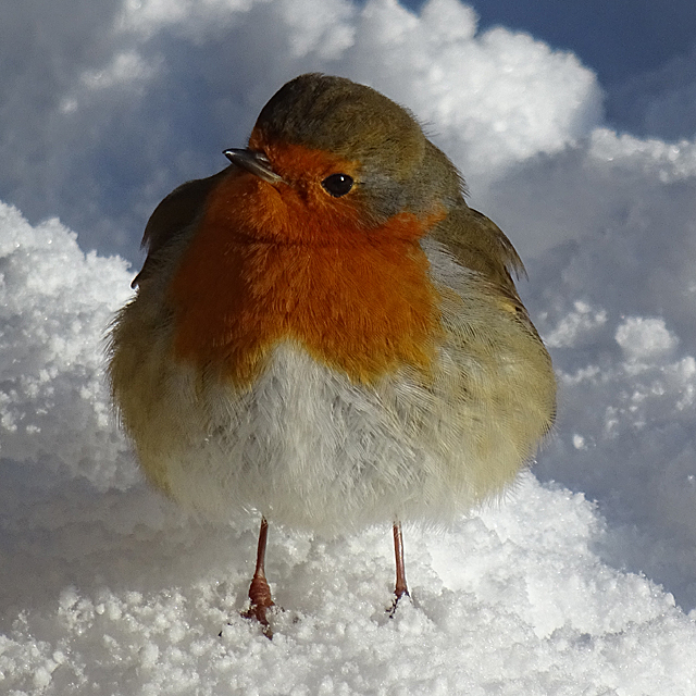 Robin (Erithacus rubecula)