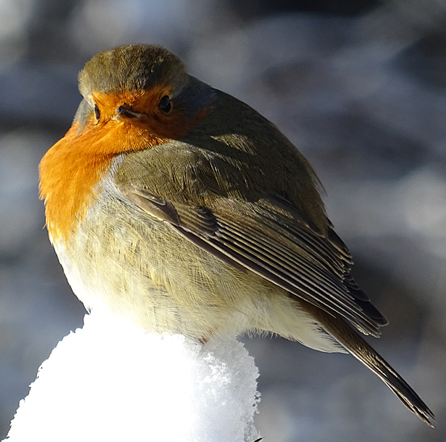 Robin (Erithacus rubecula)