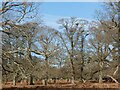 SX9784 : Heronry, Powderham Park (2) by David Smith