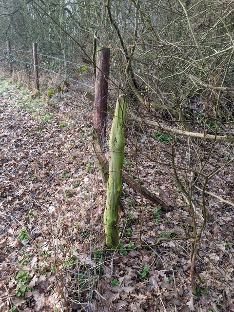 Old fence, new fence