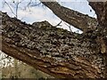 TF0820 : Lichens on an oak tree by Bob Harvey