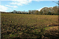 SX8669 : Cattle pasture by Blackball Plantation by Derek Harper