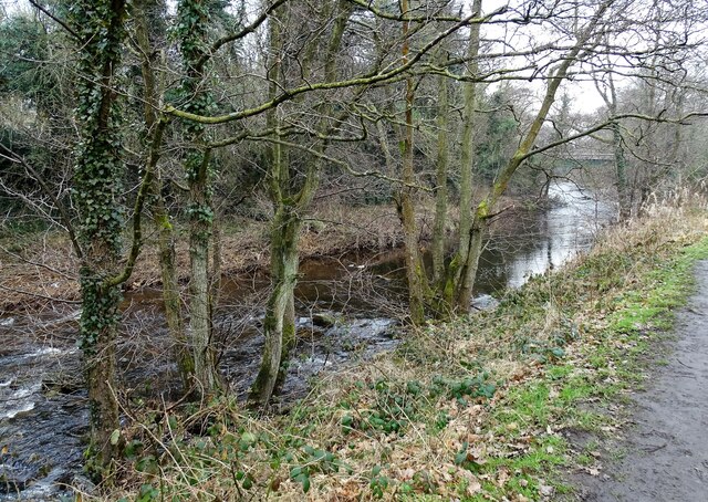 Trees on the riverbank