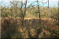 SX8670 : Marshland, Decoy Country Park by Derek Harper