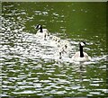 SD9324 : A family of Canada geese by Gerald England