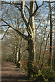 SX8670 : Beech Avenue, Decoy Country Park by Derek Harper