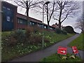 SX9292 : Primroses by a footpath, Western Way, Exeter by David Smith