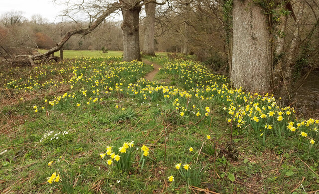 Daffodils by the Dart