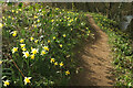 SX7963 : Daffodils by the Dart by Derek Harper