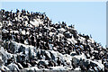 NU2438 : Guillemots on Longstone by Stuart Wilding