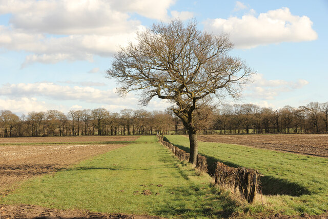 Drain & hedgeline off Holme Lane