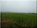 SW4233 : A misty field near to Lanyon Quoit by David Medcalf