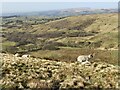 SD7717 : New lambs on Holcombe Moor by Bill Boaden